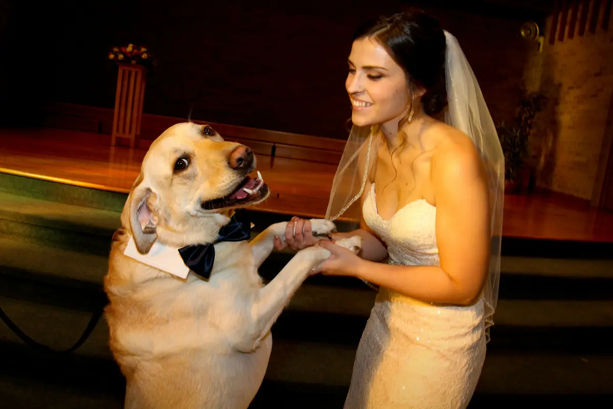 A smiling bride in a white wedding dress and veil holds hands with a yellow Labrador Retriever wearing a black bowtie and…