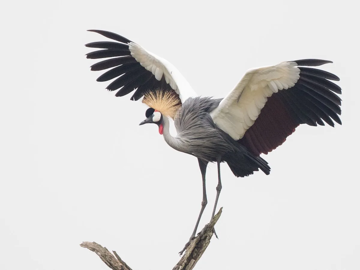 Meet the Majestic Gray Crowned-Crane: Uganda's National Bird!