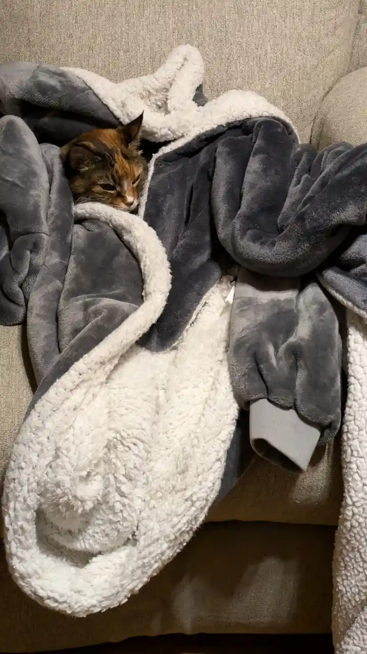 A calico cat peeks out from under a cozy, two-toned gray and white fleece blanket draped over a beige couch. The cat's…