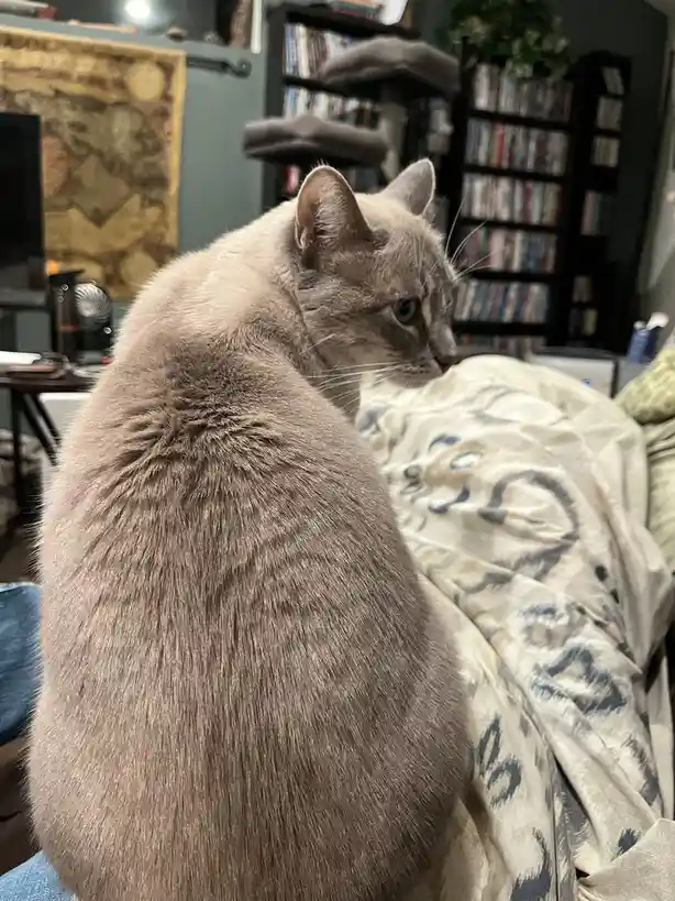 A grey cat sits on a patterned couch, viewed from behind, with its back rounded and head turned away, as if deep in thought…