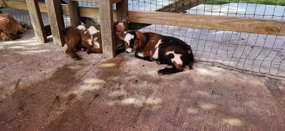 Two young goats with brown and white fur are lying down on a concrete surface next to a wooden fence and wire mesh. One goat…