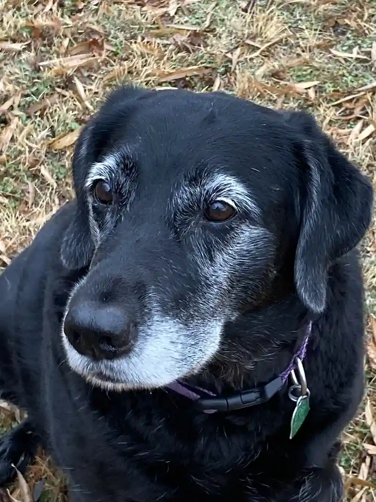 A close-up photo of a black dog with noticeable white fur around its muzzle, eyes, and eyebrows, giving it a senior…