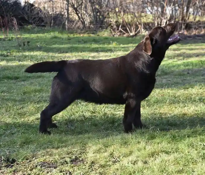 A chocolate Labrador Retriever stands in profile on green grass, head tilted upward with mouth open in a joyful or expectant…
