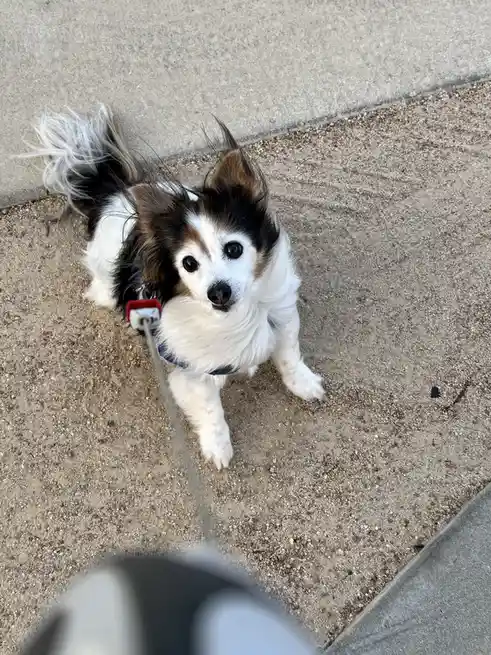 A small black and white dog with fluffy fur and large ears looks up at the camera while on a leash, standing on a gravel…