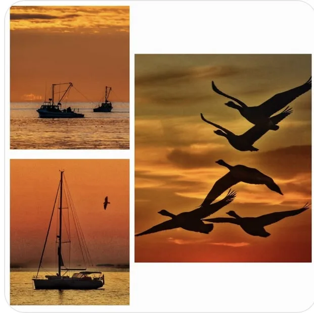 A collage of three sunset photos: two fishing boats on water, a sailboat, and silhouettes of geese flying. All images…