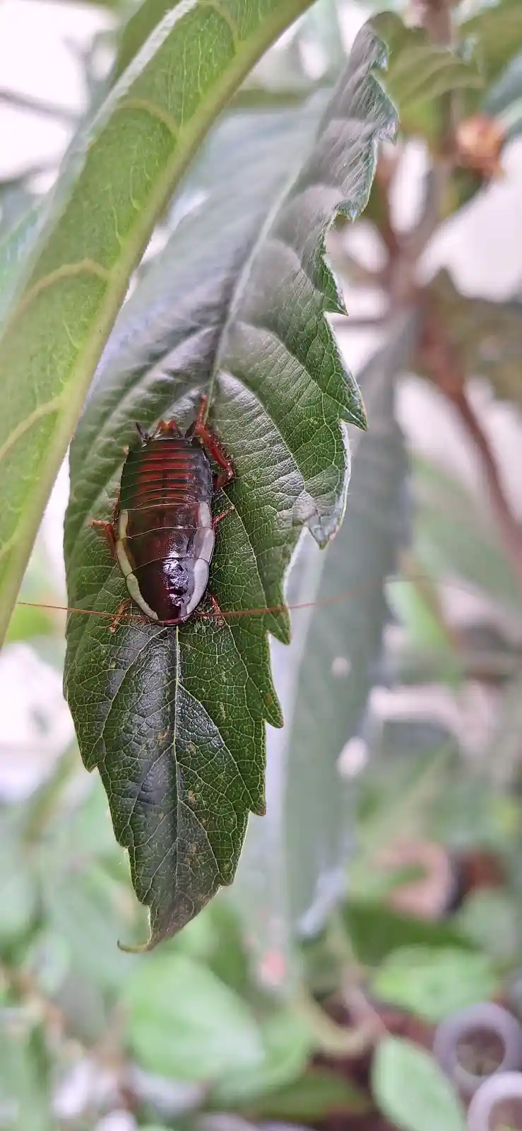 A glossy brown cockroach with white stripes on its sides is clinging to a green leaf with serrated edges. The background is…