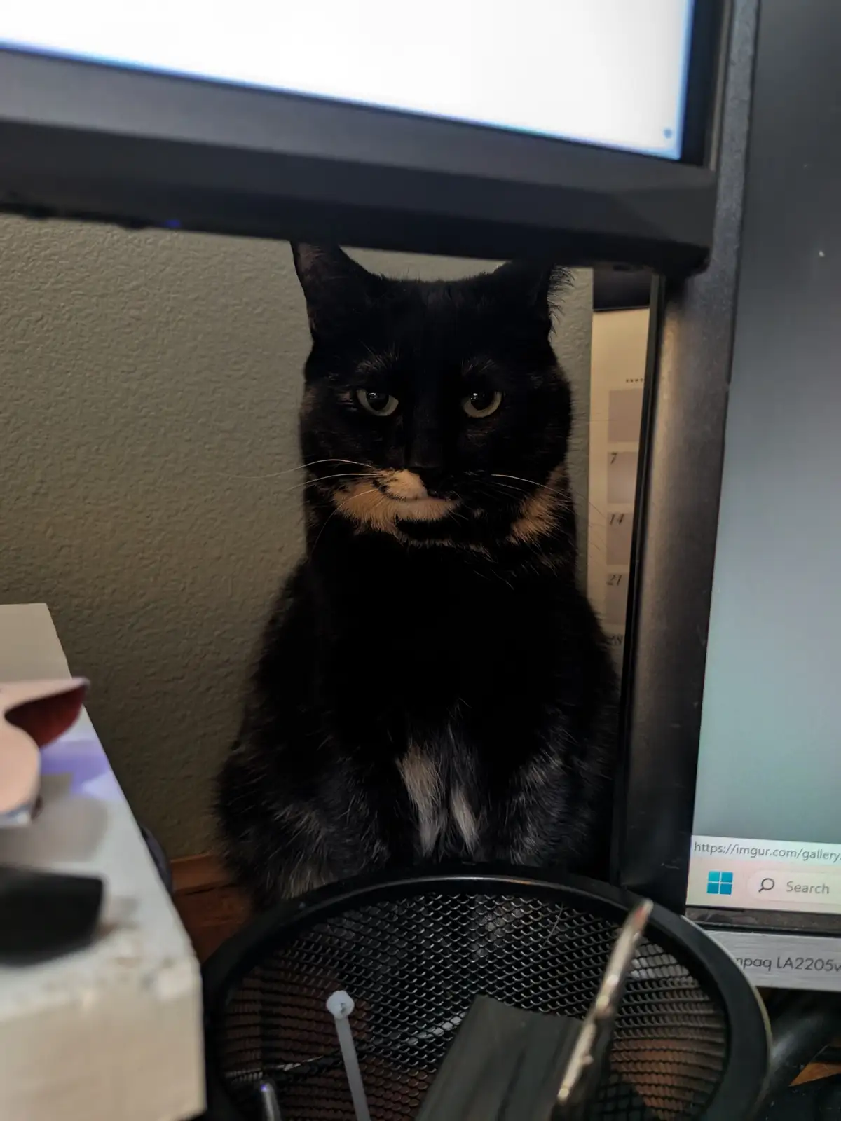 A black cat with a white muzzle and chest sits under a computer monitor, looking directly at the camera with a serious…