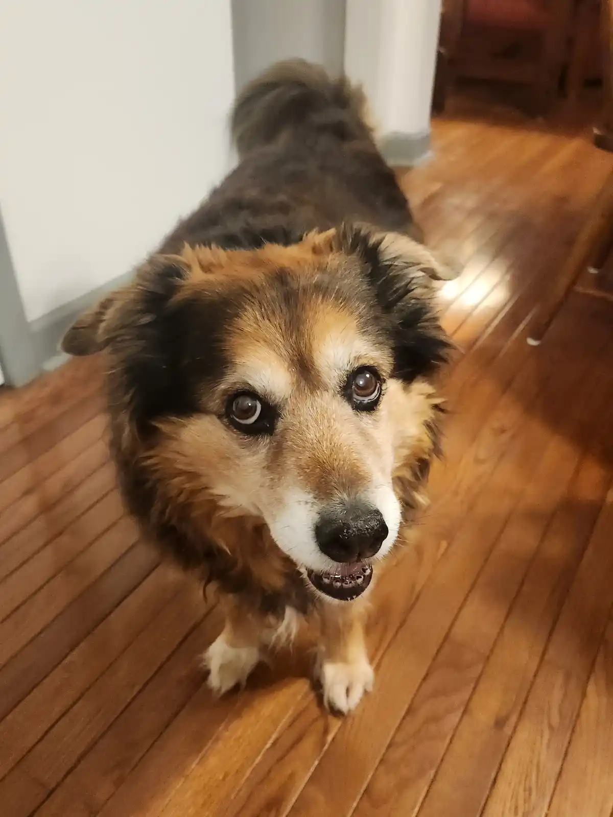 A close-up photo of a fluffy brown and black dog with wide, pleading eyes looking up at the camera, standing on a wooden…