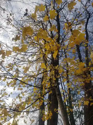 A low-angle photo shows a tree with sparse, yellow maple leaves against a partly cloudy sky, with the overlaid text 'i'm not…