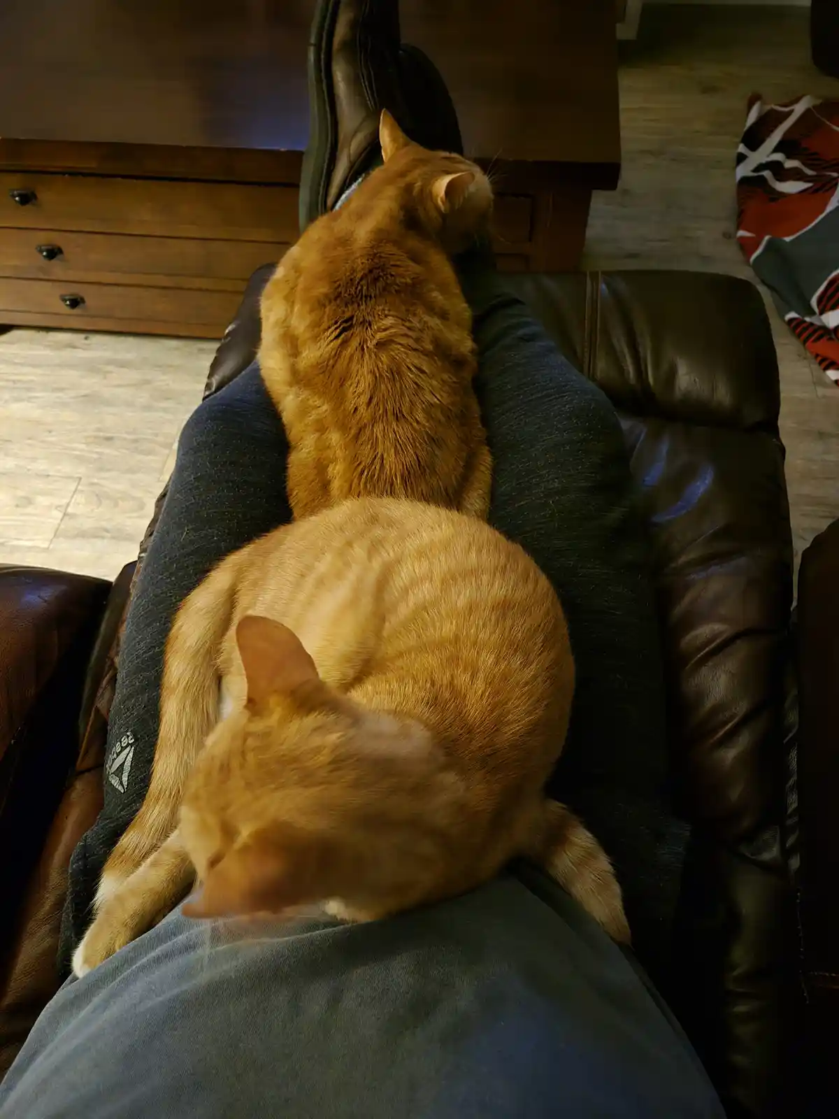 Two ginger cats are curled up and sleeping on a person's legs while they sit in a brown leather recliner. The person is…