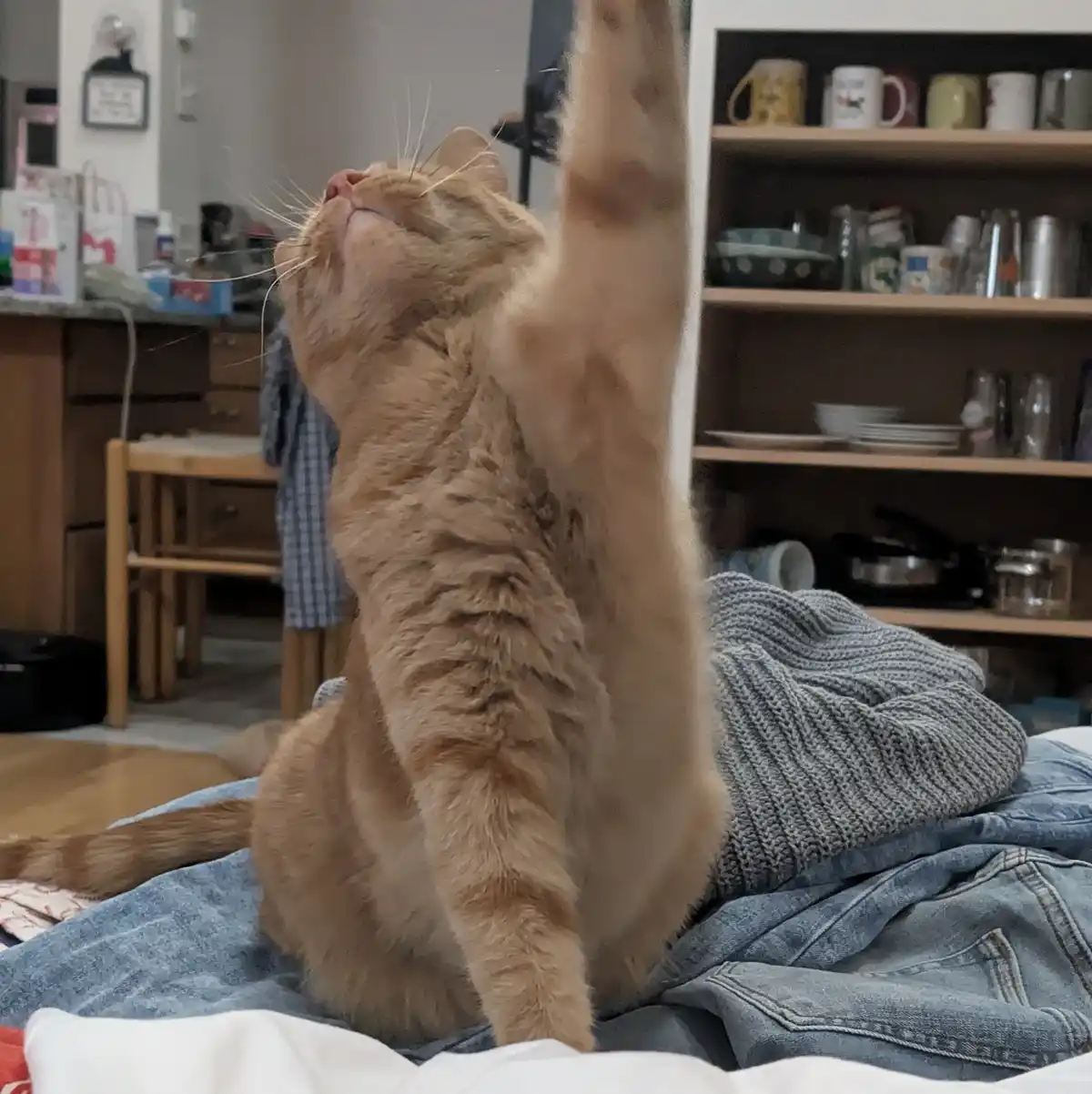 An orange tabby cat sits on a pile of clothes, one paw raised high in the air with its head tilted back and eyes closed in…