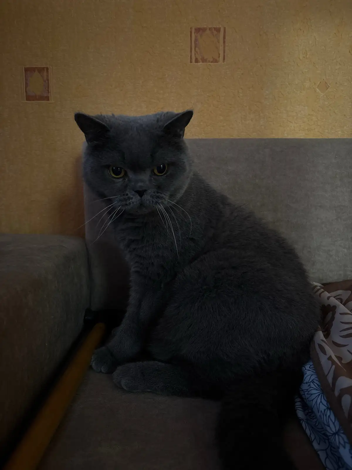 What Can I Do for You, Human?