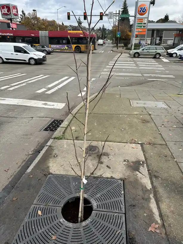 Here comes another brand new tree!