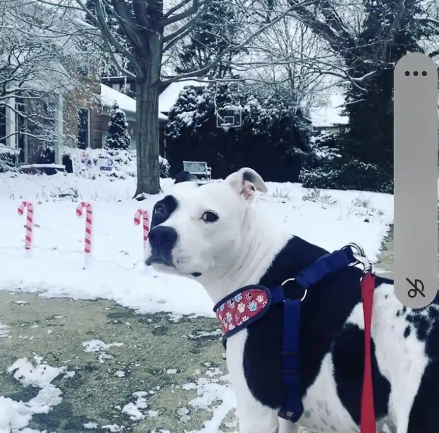 A black and white dog wearing a blue harness and red leash stands in a snowy yard, looking off to the side. Behind it, three…