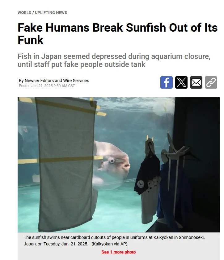 A news article screenshot shows a sunfish swimming in an aquarium tank, seemingly near cardboard cutouts of people in…