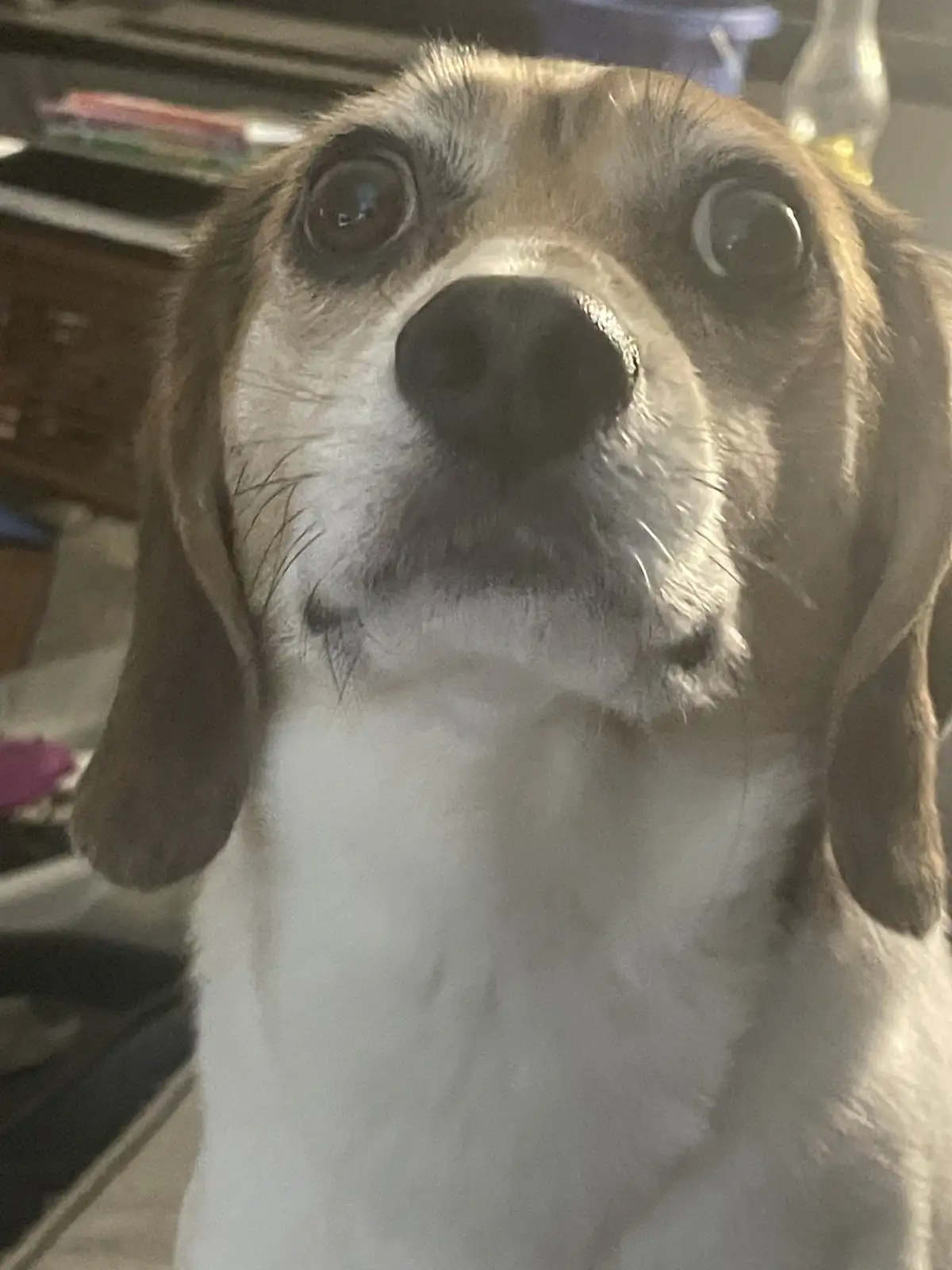 A close-up photo of a beagle dog looking upward with large, pleading eyes and a slightly open mouth, conveying an innocent…