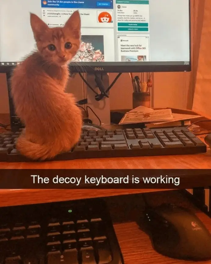 A small orange kitten sits upright on a wooden desk, positioned directly on top of a keyboard. Behind the kitten is a Dell…