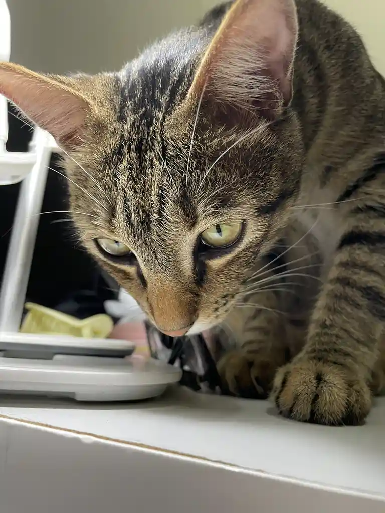 A close-up of a tabby cat with green eyes and striped fur, leaning forward intently over a white surface, its paws resting…