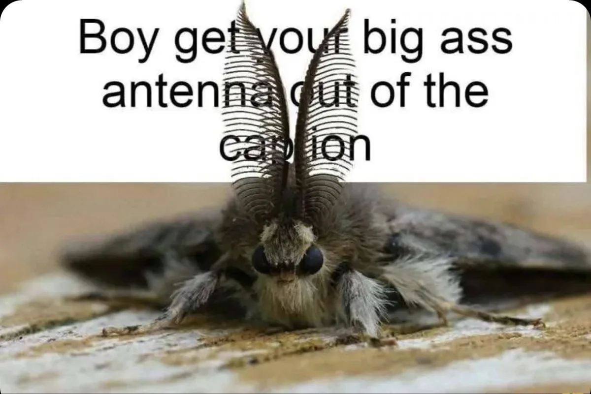 A close-up photo of a moth with large, feathery antennae that visually overlap the text overlay. The text reads 'Boy get…