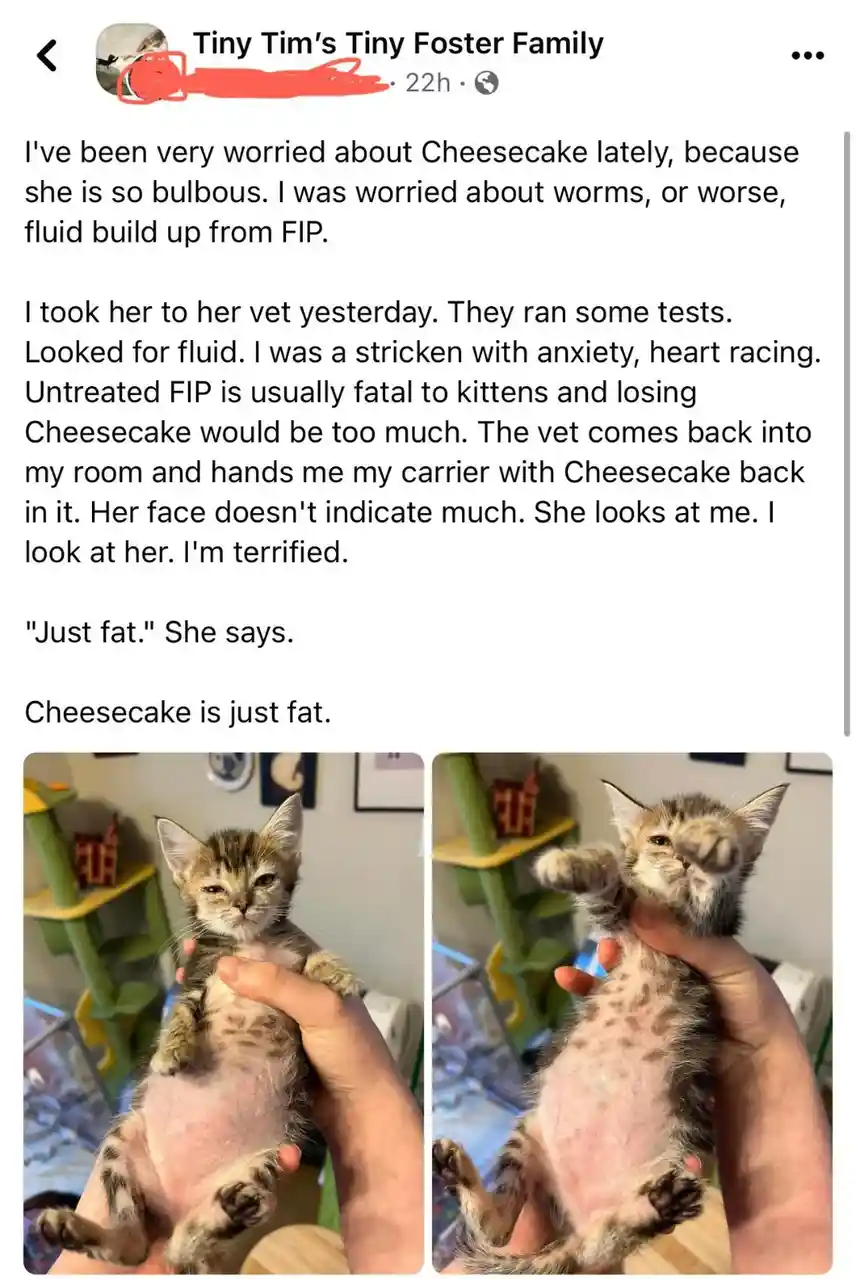 A social media post from 'Tiny Tim's Tiny Foster Family' describes a worried owner who took their chubby kitten, Cheesecake…