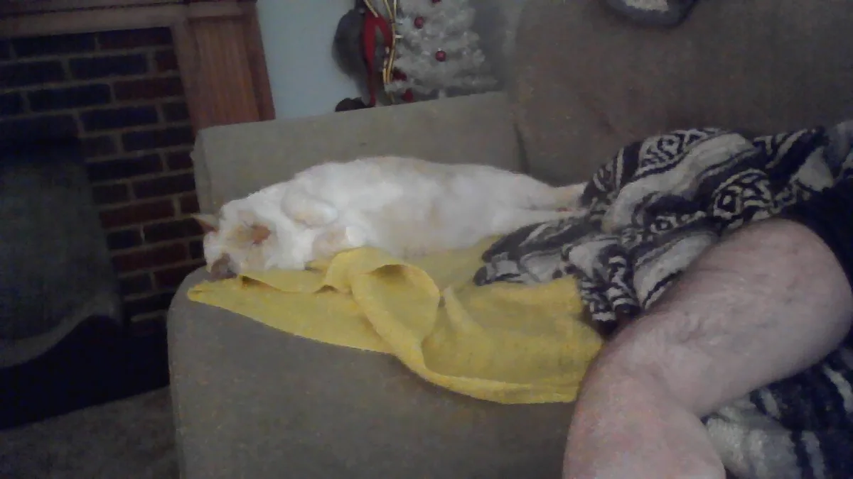 A white cat is curled up and sleeping soundly on a yellow blanket draped over a gray couch, next to a person's bare leg and…