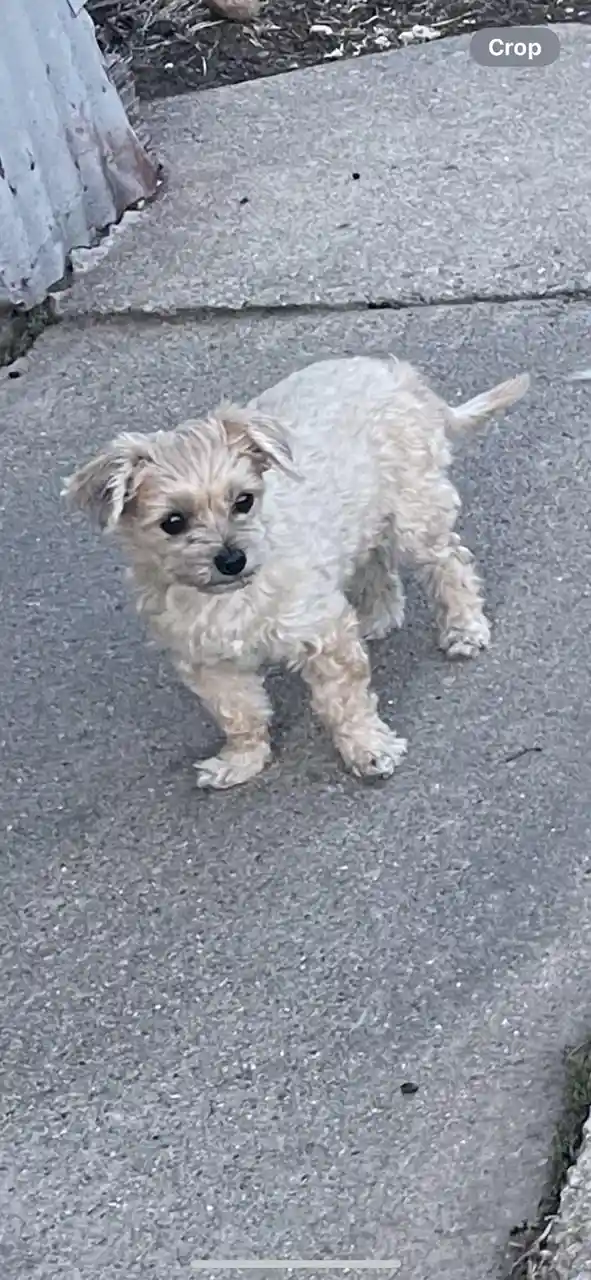 A small, scruffy, light-colored dog with floppy ears stands on a gray concrete sidewalk, looking directly at the camera with…