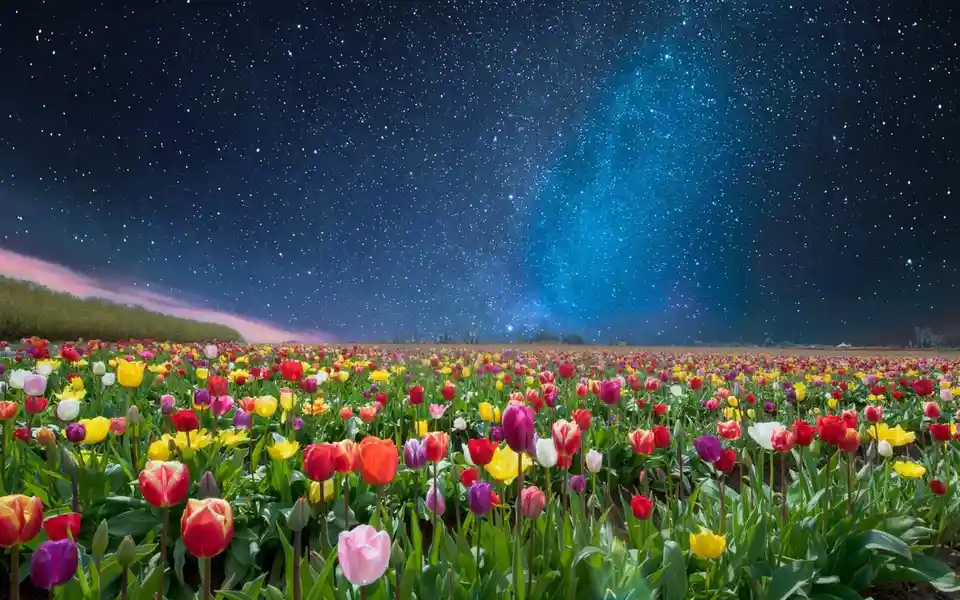 A vibrant field of colorful tulips under a starry night sky with a visible Milky Way and pinkish aurora. The overlaid text…