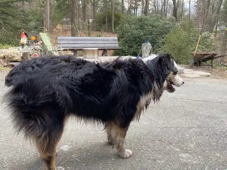 A large, shaggy black and white dog with wet fur stands on a paved surface, looking sideways with its mouth open. The…