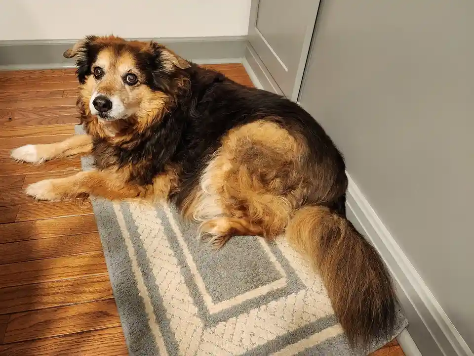 A fluffy, medium-sized dog with brown, black, and white fur is lying on a patterned rug near a wooden floor and a gray wall…