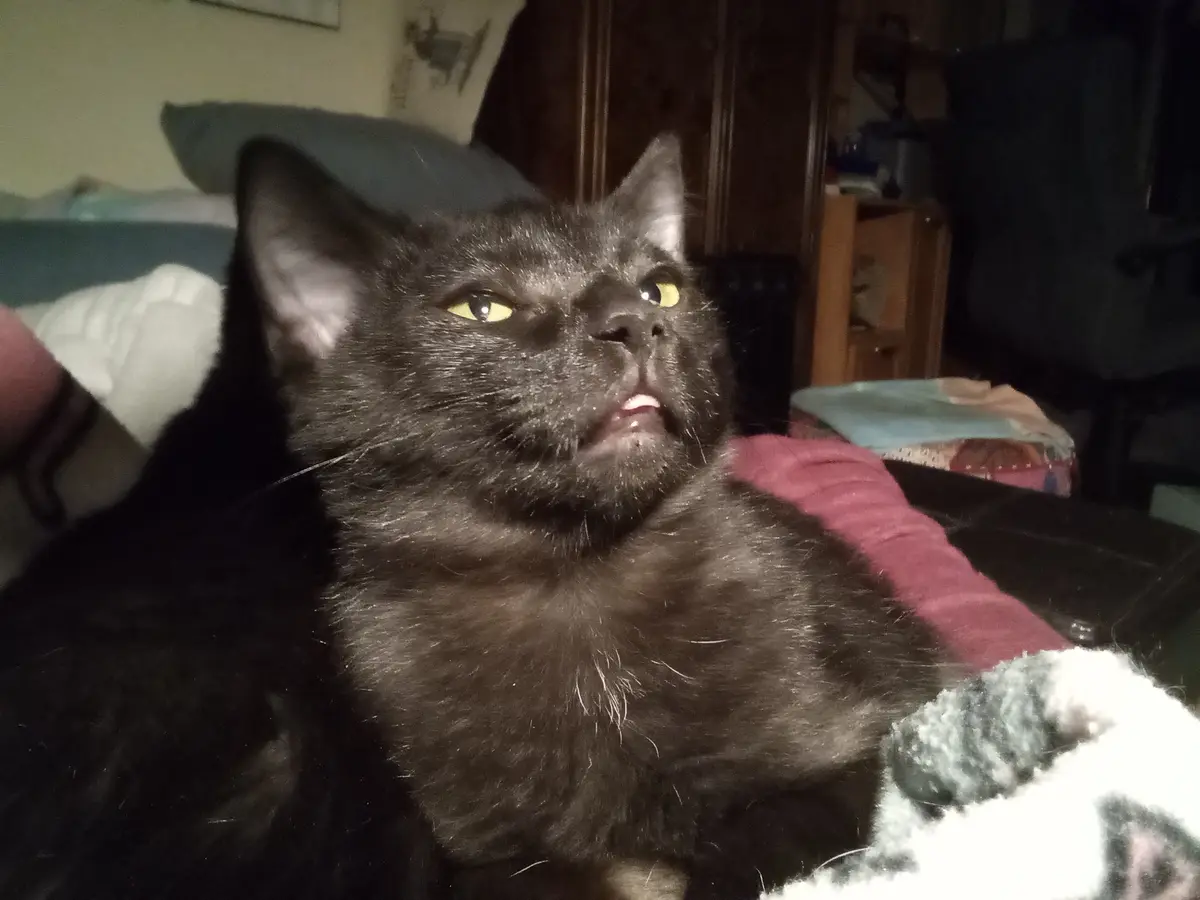 A black cat with yellow eyes looks upward with its mouth slightly open, appearing unimpressed or disapproving. The cat is…