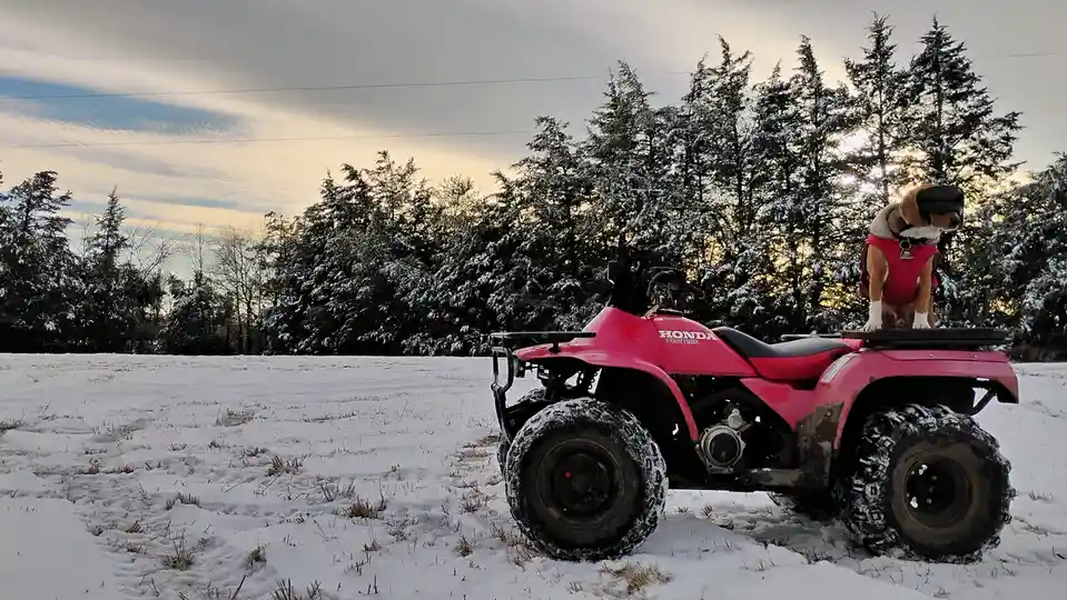 A beagle dog wearing a red vest and black goggles sits atop a pink Honda FourTrax ATV parked in a snowy field with…