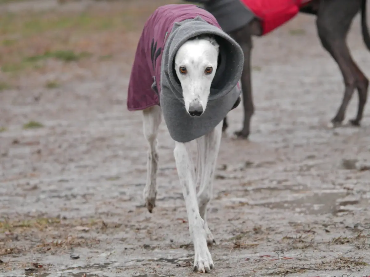 A white greyhound wearing a purple coat and a grey hooded sweatshirt walks toward the camera on muddy ground, with another…