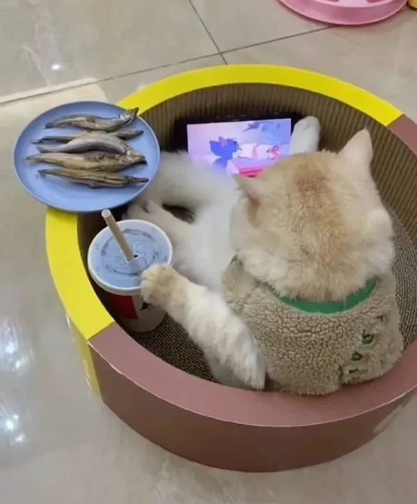 A fluffy, light-colored cat wearing a fuzzy beige sweater and a green collar is lounging inside a circular cardboard cat…