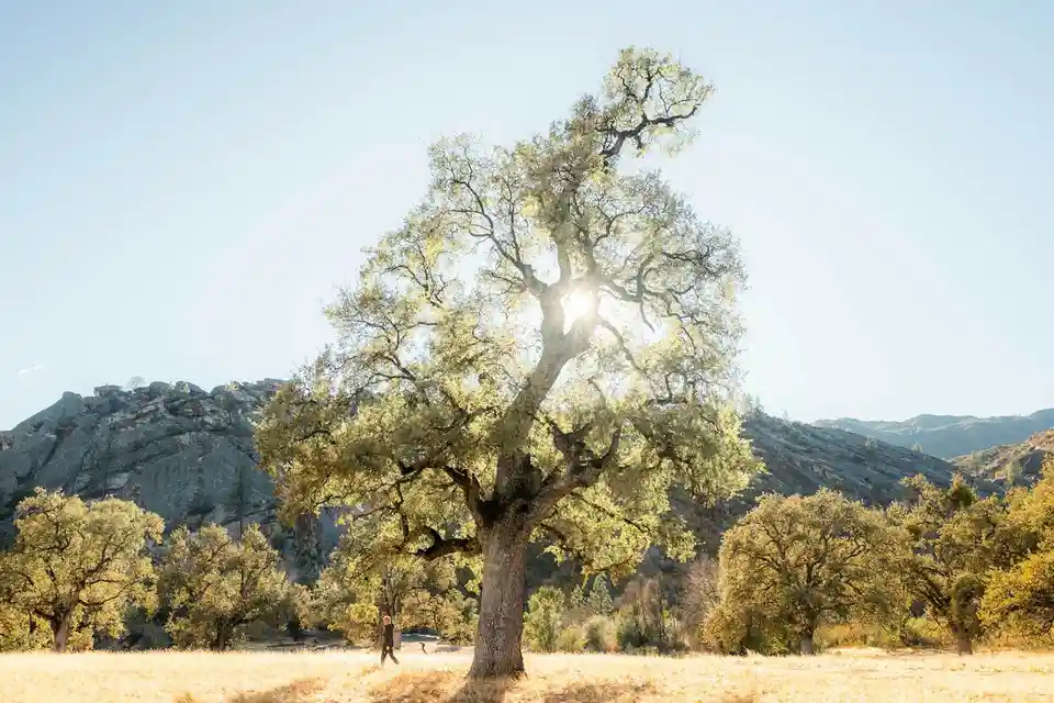 A person walks through a sunlit field of dry grass toward a large, leafy tree with the sun shining brightly through its…