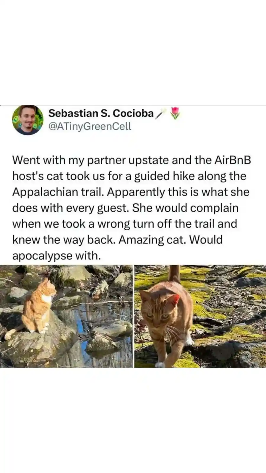 A tweet by Sebastian S. Cocioba shows two photos of an orange tabby cat in a forest setting. In the first photo, the cat…
