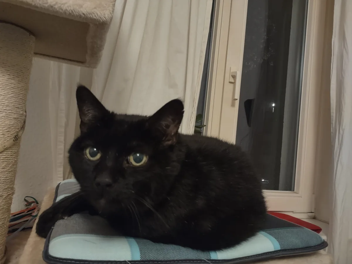 Sending warm wishes from El-Cid, also known as Salem
