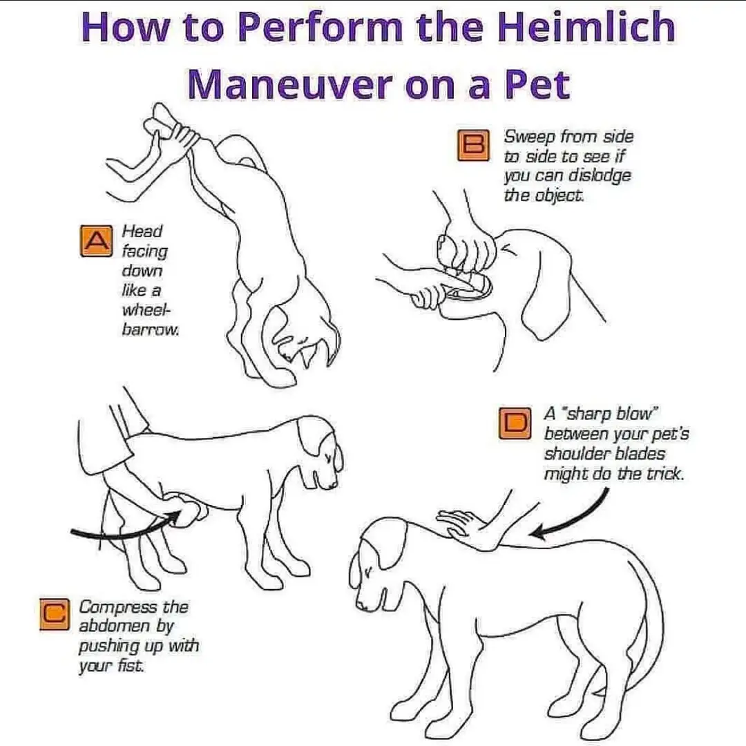 A diagram with four labeled steps showing how to perform the Heimlich maneuver on a dog: step A shows the dog head down like…