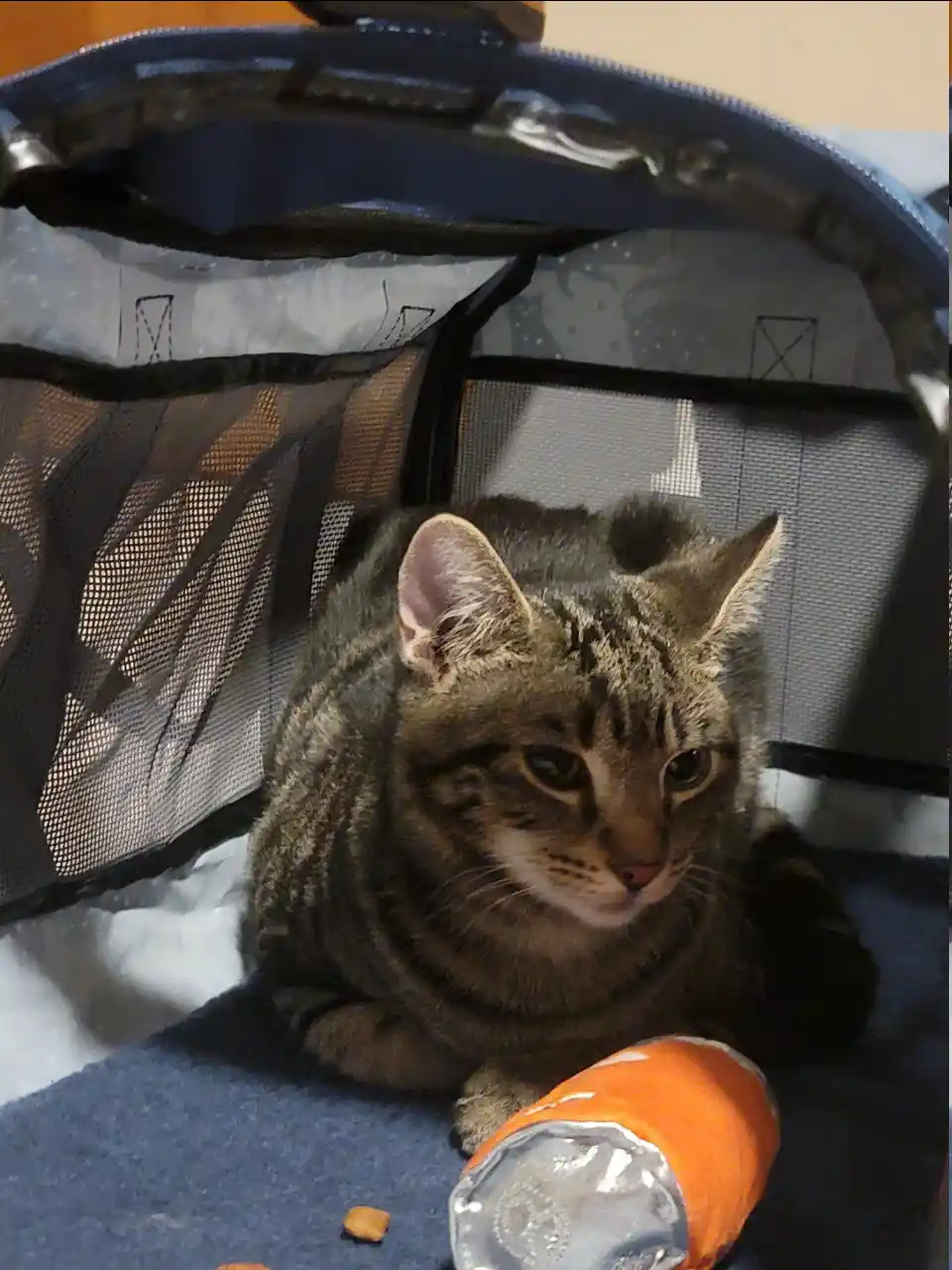 A tabby cat sits inside a mesh pet carrier with a sad, unimpressed expression, next to an orange soda can and a few…