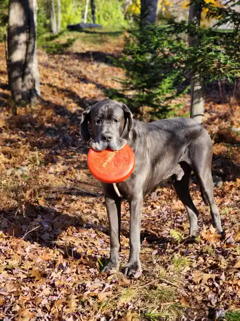 A large, grey Great Dane stands in a forest covered in fallen autumn leaves, holding an orange frisbee with 'KONG' branding…