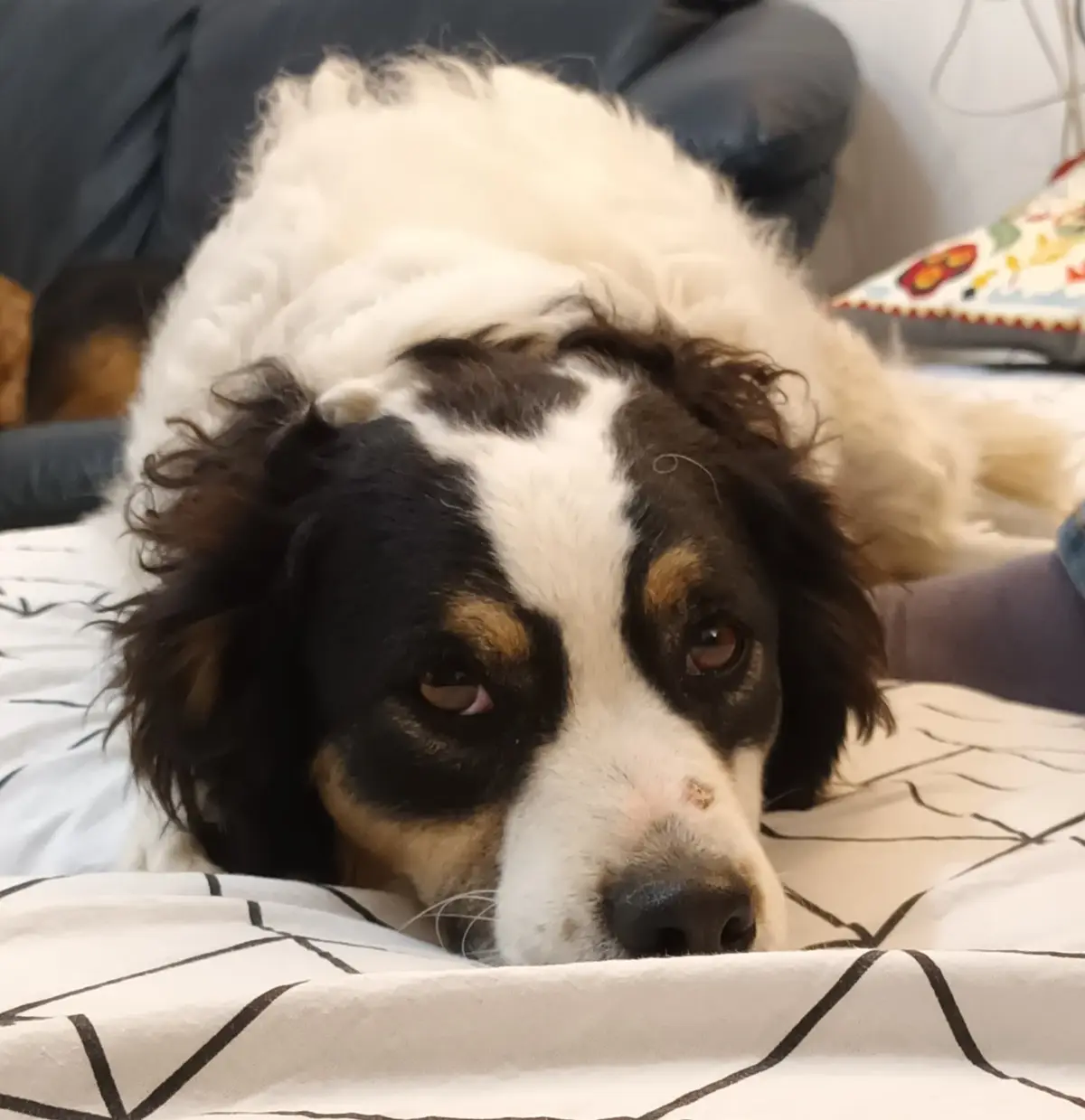 A fluffy black, white, and tan dog with droopy eyes lies on a patterned bedspread, looking sad and unenthusiastic. The…