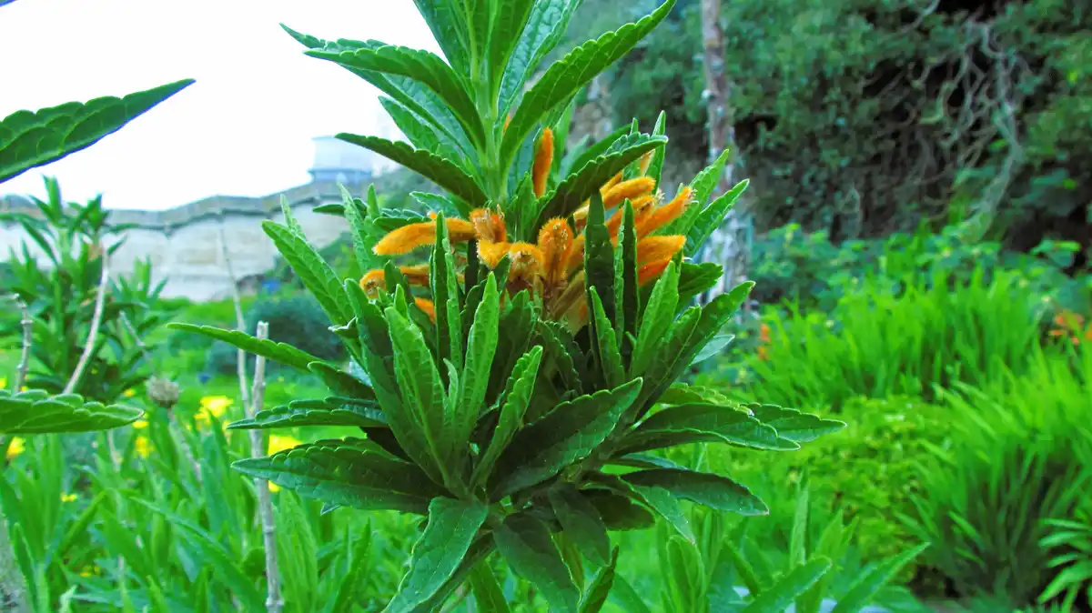 A close-up photo of a green plant with orange, fuzzy flower spikes, set in a lush garden with blurred foliage and a stone…
