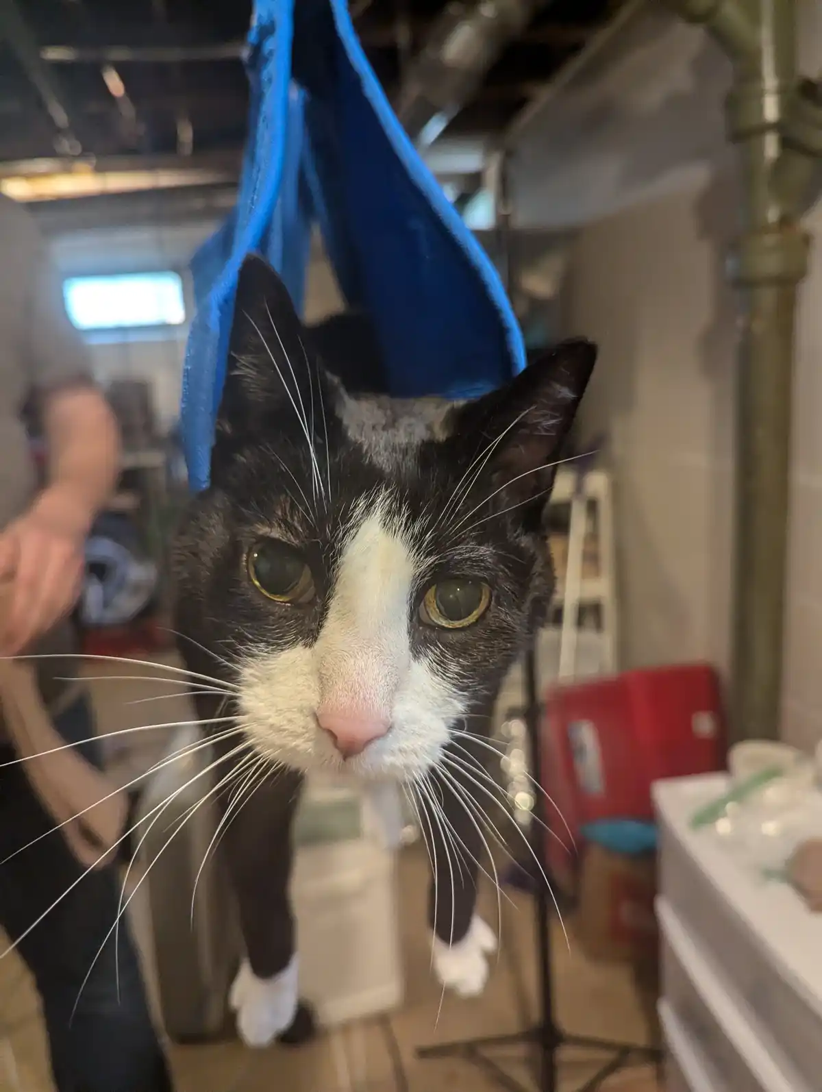 A black and white cat with a pink nose and wide eyes stares directly at the camera, looking slightly bewildered or resigned…