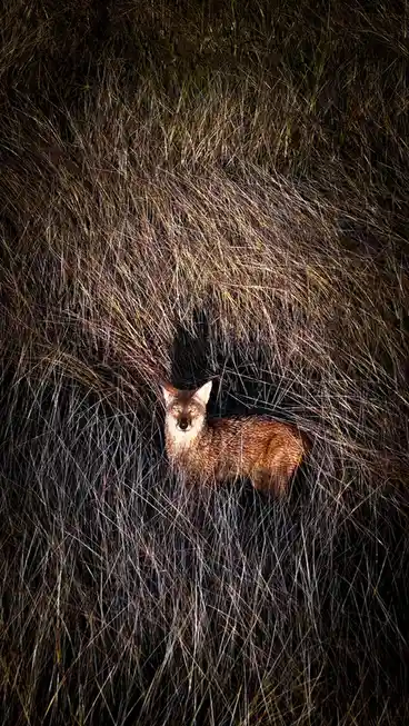 A coyote stands alert in tall, dry grass, its face illuminated while the surrounding vegetation is dark. The overlaid text…