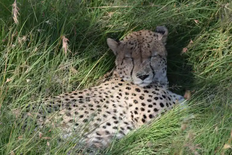 A cheetah is lying down in tall green grass with its eyes closed, appearing to be resting or sleeping. The overlaid text…