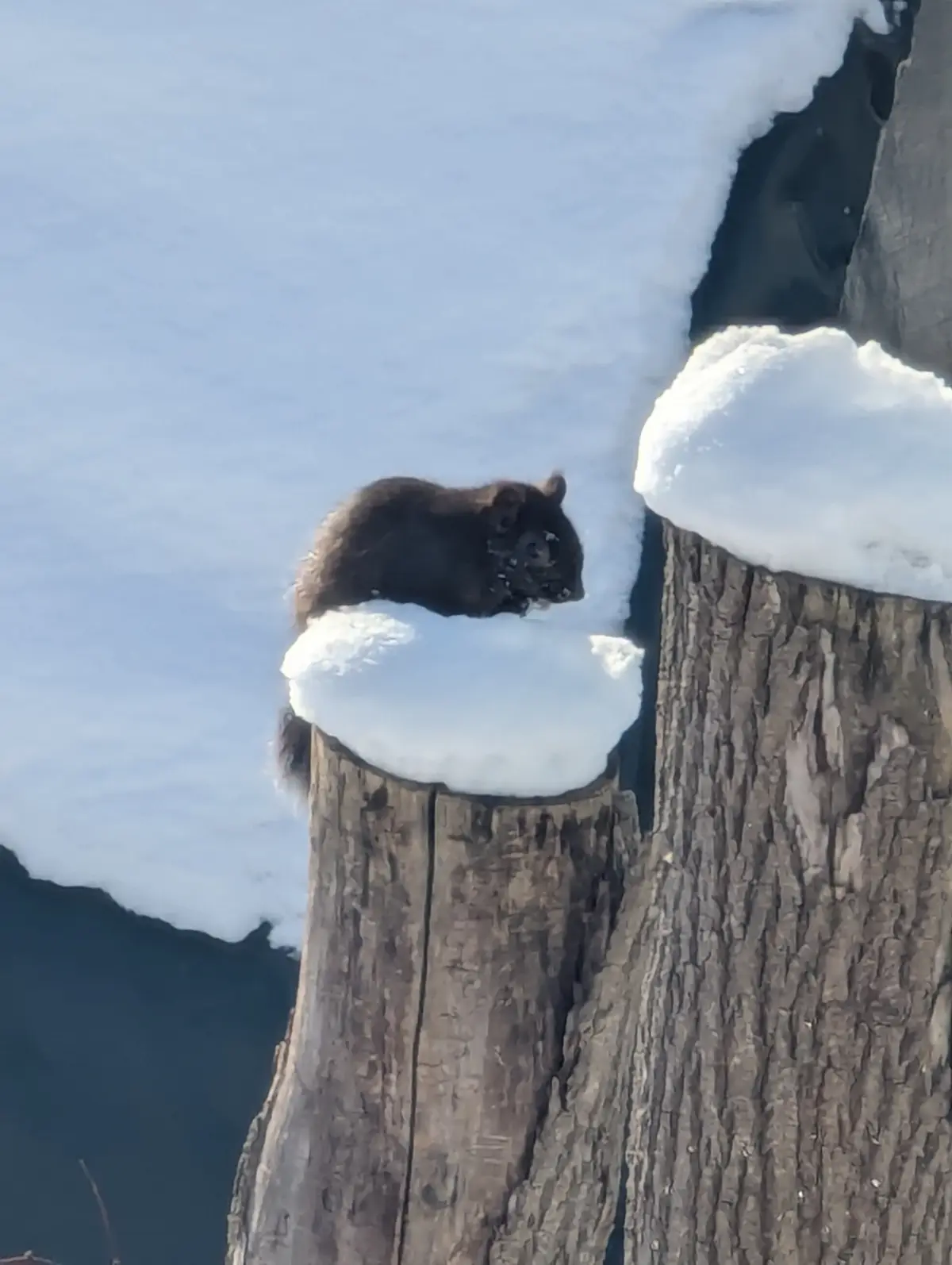 A small black squirrel is perched on a snow-covered tree stump, looking down with a slightly concerned or chilly expression…