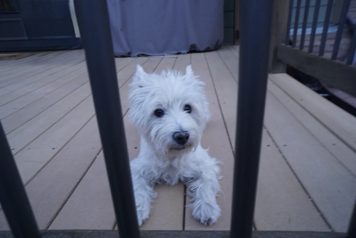 A small, fluffy white dog with dark eyes and a black nose is lying on a wooden deck, looking directly at the camera through…