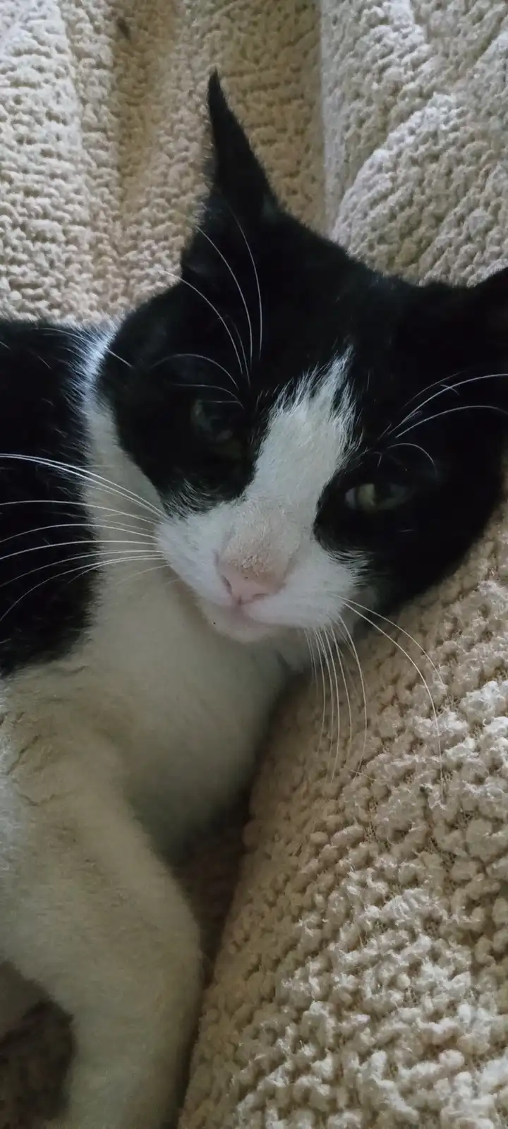 A close-up photo of a black and white cat with a white muzzle and chest, lying on a beige textured blanket or carpet. The…