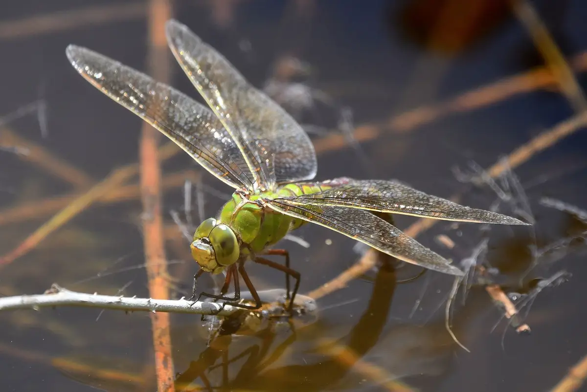 A close-up photograph of a green dragonfly perched on a thin branch above water, with its transparent wings spread and…