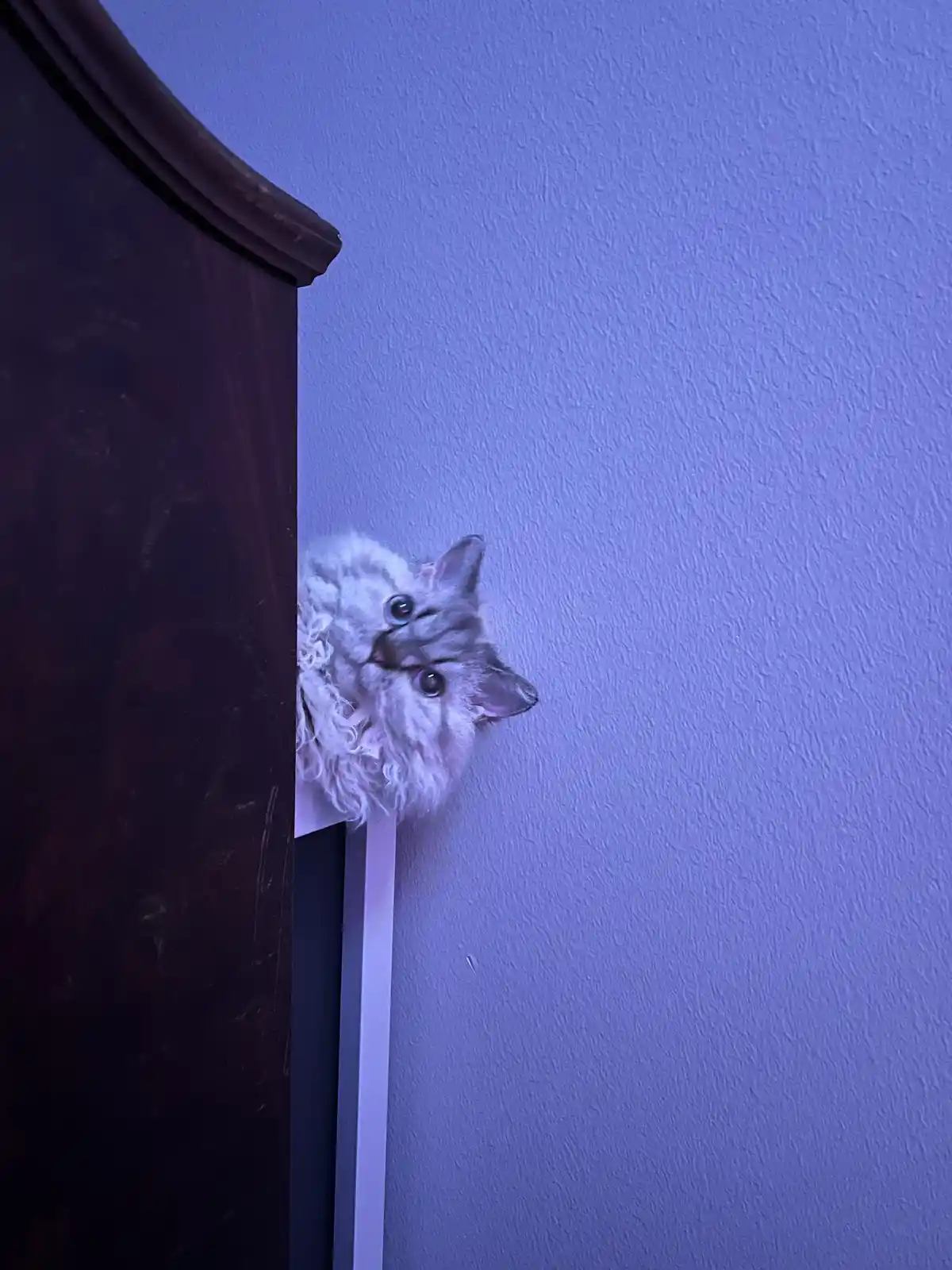 A fluffy, long-haired cat with wide, curious eyes peeks out from behind a dark wooden piece of furniture against a textured…