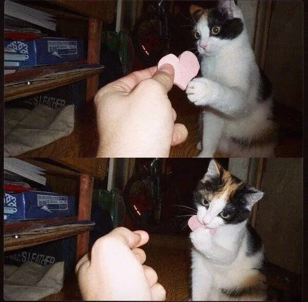 A two-panel image shows a calico cat interacting with a human hand offering a pink heart-shaped object. In the top panel…